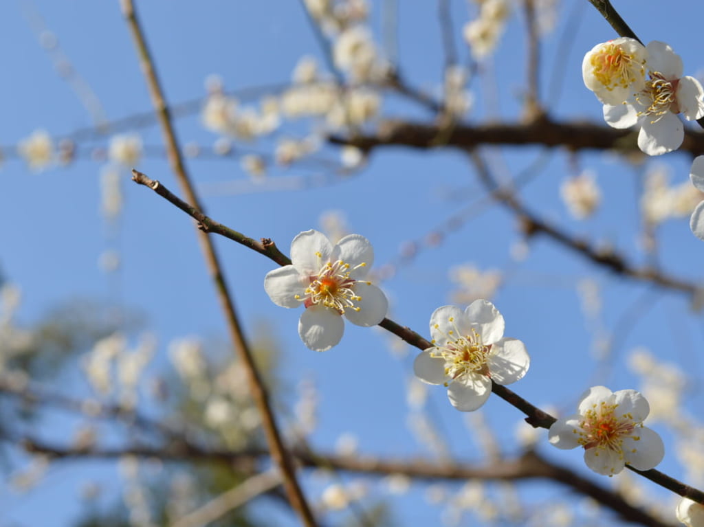 児童遊園地の梅の花