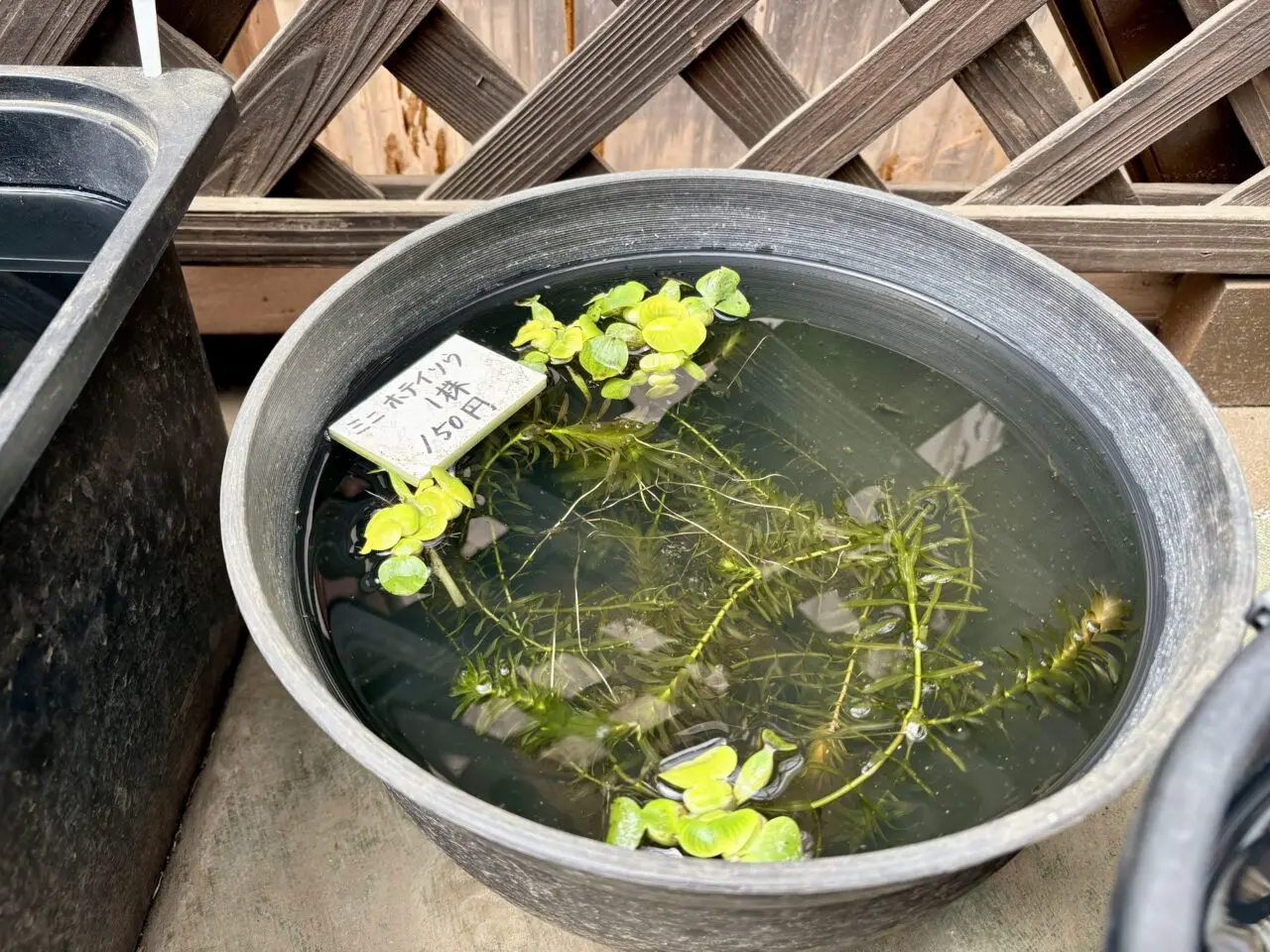 めだか屋えん