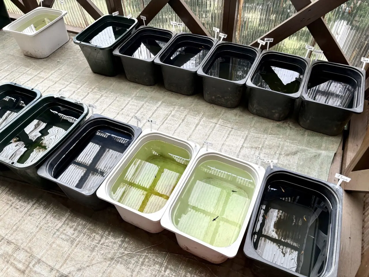めだか屋えん