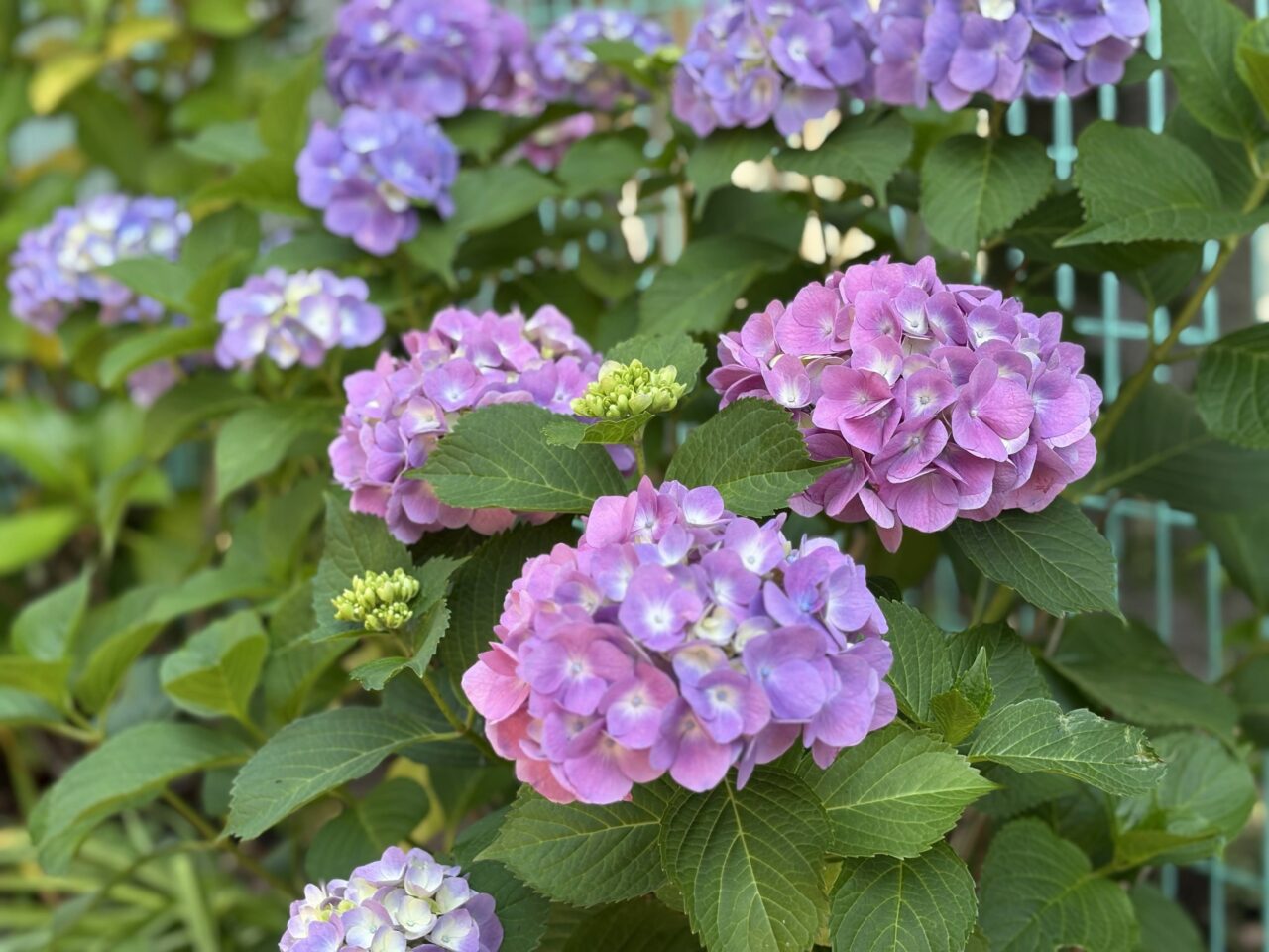 滝ノ川あじさいロード